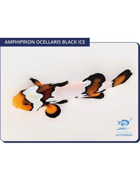 Amphiprion ocellaris Black Ice