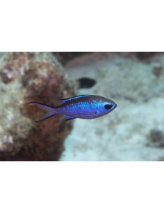 CHROMIS CYANEA