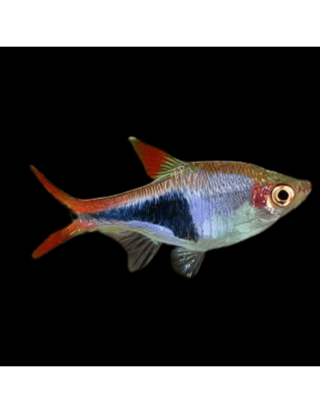 RASBORA HETEROPMORPHA