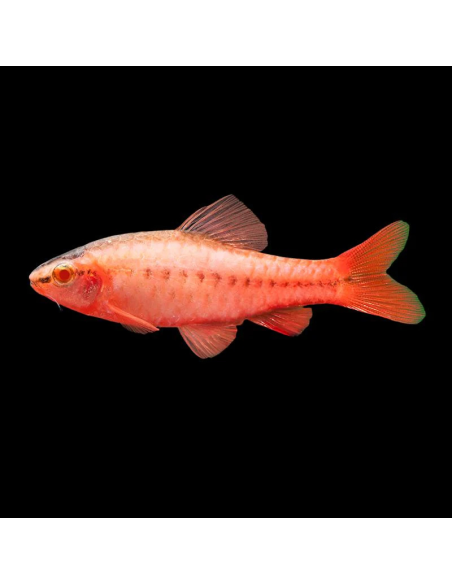 PUNTIUS TITTEYA albinos