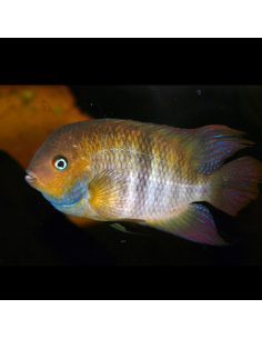 ARCHOCENTRUS SAJICA