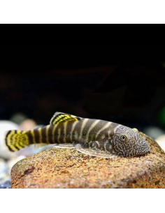 GASTROMYZON VIRIOSUS