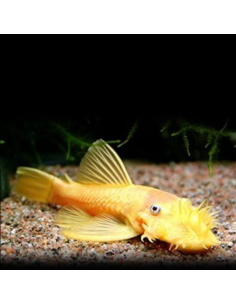 ANCISTRUS GOLD