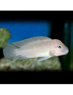 TELMATOCHROMIS TEMPORALIS