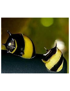 CLITHON DIADEMA HORN SPIRAL