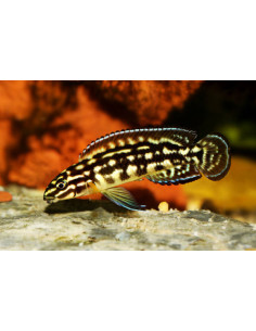 JULIDOCHROMIS MARLIERI