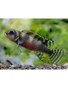 NANOCHROMIS TRANSVESTITUS