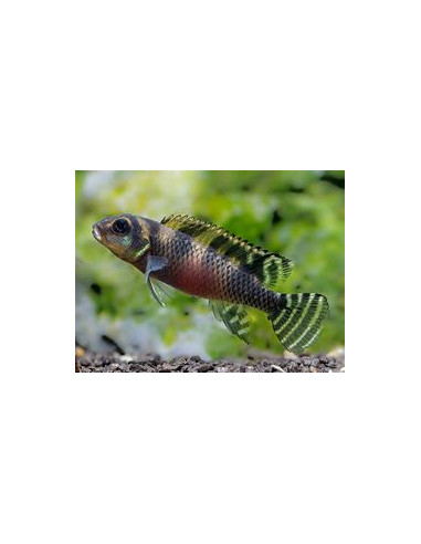 NANOCHROMIS TRANSVESTITUS