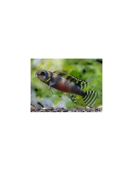 NANOCHROMIS TRANSVESTITUS