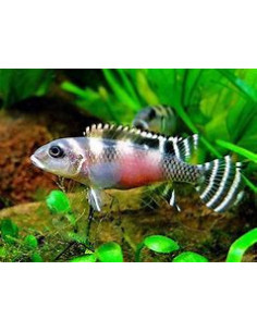 NANOCHROMIS TRANSVESTITUS