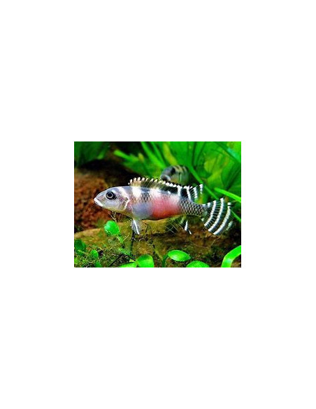 NANOCHROMIS TRANSVESTITUS