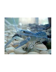 PROCAMBARUS TROGLODITES BLUE