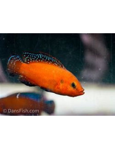 HEMICHROMIS EXSUL