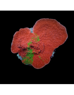 Montipora foliosa (Grafted)