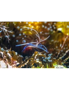 PERICLIMENES PEDERSONI