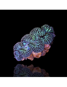 Tridacna maxima Ultra blue pacific 12-15 cm