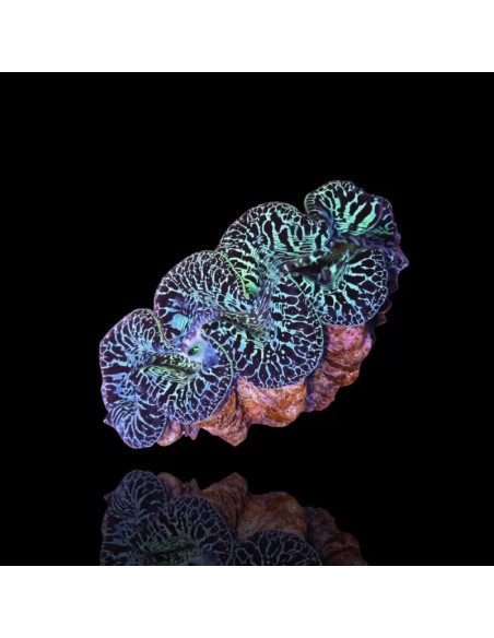 Tridacna maxima Ultra blue pacific 12-15 cm