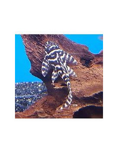 HYPANCISTRUS L066 L
