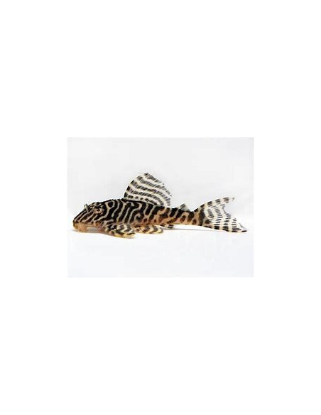 HYPANCISTRUS L066 L