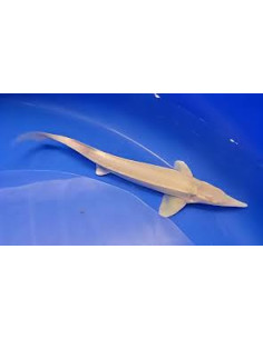 ACIPENSER RUTHENUS ALBINOS