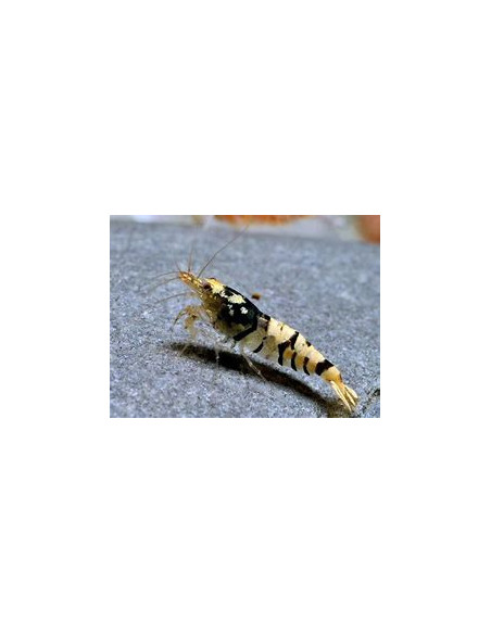 CARIDINA BLACK FANCY TIGER