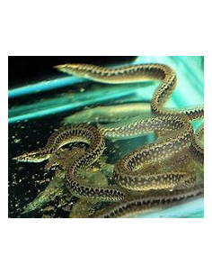 MASTACEMBELUS FRENATUS