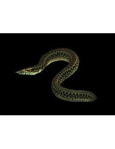 MASTACEMBELUS FRENATUS