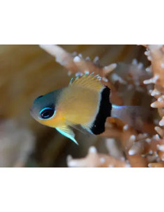 Chromis retrofasciata
