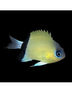 Chromis retrofasciata
