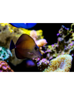 ZEBRASOMA SCOPAS S