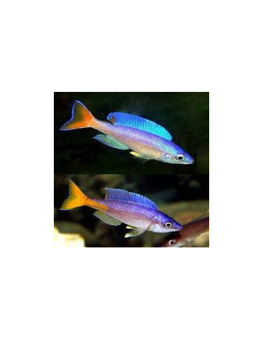CYPRICHROMIS LEPTOSOMA UTINTA fluorescent