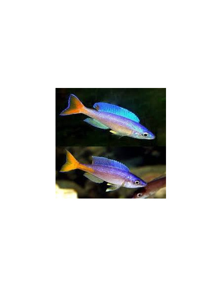 CYPRICHROMIS LEPTOSOMA UTINTA fluorescent