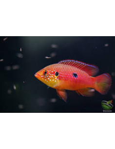 HEMICHROMIS LIFALILI