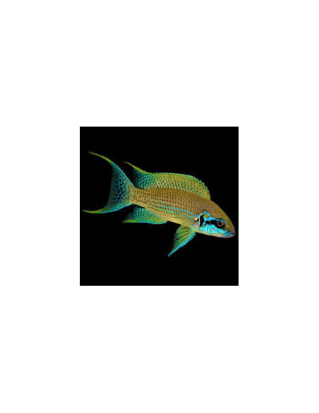 LAMPROLOGUS BRICHARDI GREEN FACE
