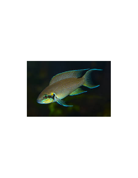 LAMPROLOGUS BRICHARDI GREEN FACE