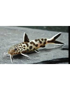 SYNODONTIS PETRICOLA