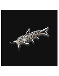 SYNODONTIS PETRICOLA