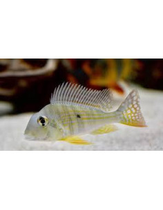 GEOPHAGUS SURINAMENSIS
