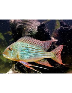 GEOPHAGUS SURINAMENSIS