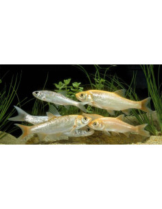 LEUCISCUS IDUS GOLD
