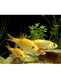 LEUCISCUS IDUS GOLD
