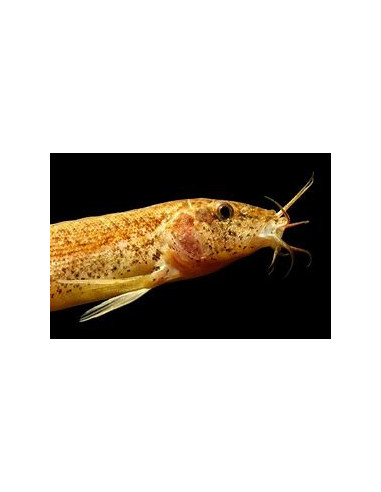 MISGURNUS ANGUILLICAUDATUS