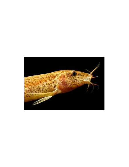 MISGURNUS ANGUILLICAUDATUS