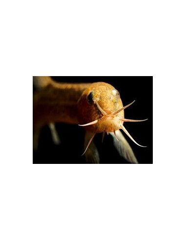 MISGURNUS ANGUILLICAUDATUS
