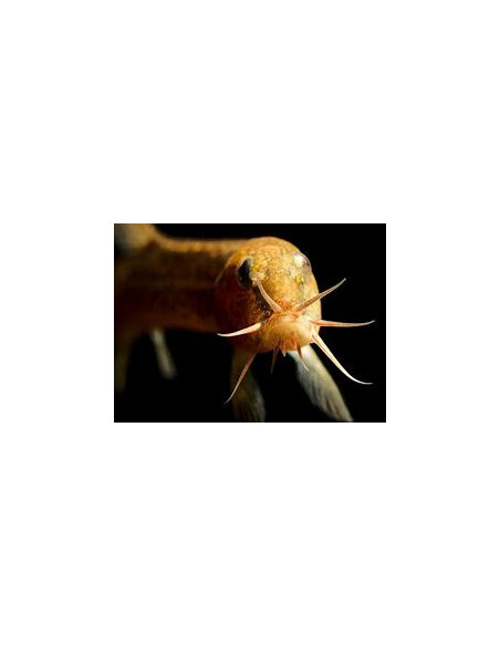 MISGURNUS ANGUILLICAUDATUS