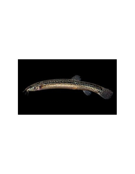 MISGURNUS ANGUILLICAUDATUS