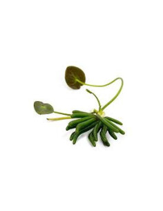NYMPHOIDES AQUATICA BULBE + FEUILLE
