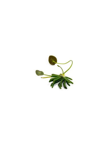 NYMPHOIDES AQUATICA BULBE + FEUILLE