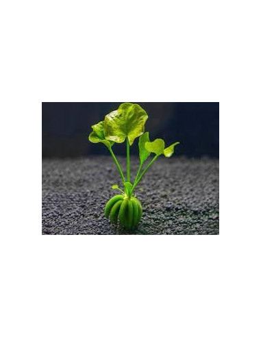 NYMPHOIDES AQUATICA BULBE + FEUILLE
