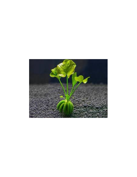 NYMPHOIDES AQUATICA BULBE + FEUILLE
